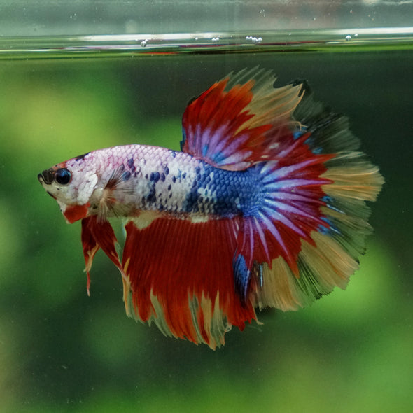 Candy/Galaxy Koi Halfmoon - 11 weeks old