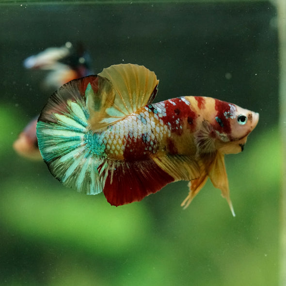 Multicolor/Galaxy Koi Plakat -15 weeks Old