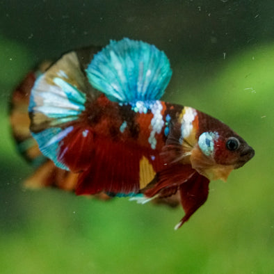 Multicolor/Galaxy Koi Plakat -16 weeks Old