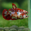 Multicolor/ Galaxy Koi Plakat- Female- 13 Weeks Old