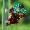 Multicolor/Galaxy Koi Plakat -16 weeks Old