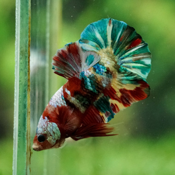 Multicolor/Galaxy Koi Plakat -16 weeks Old