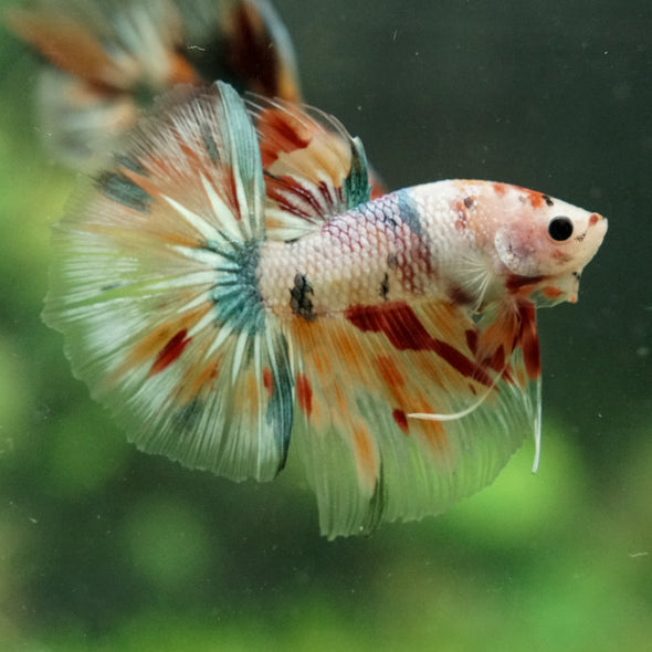 Galaxy/Candy Koi Halfmoon - 14 weeks old