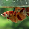 Multicolor/ Galaxy Koi Halfmoon- Female- 13 Weeks Old