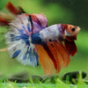 Galaxy/Candy Koi Halfmoon - 14 weeks old