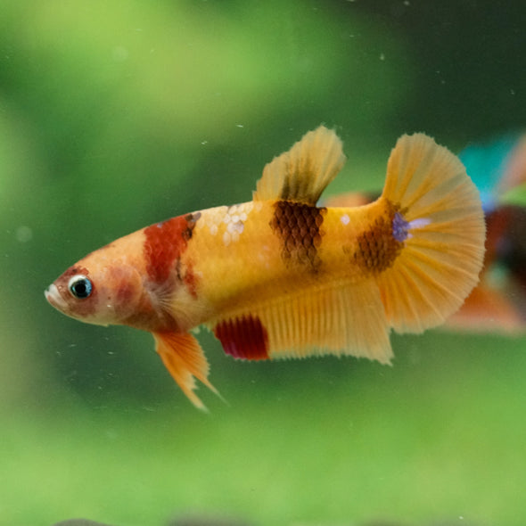 Multicolor/ Galaxy Koi Plakat- Female- 13 Weeks Old