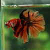 Galaxy/Candy Koi Halfmoon - 14 weeks old