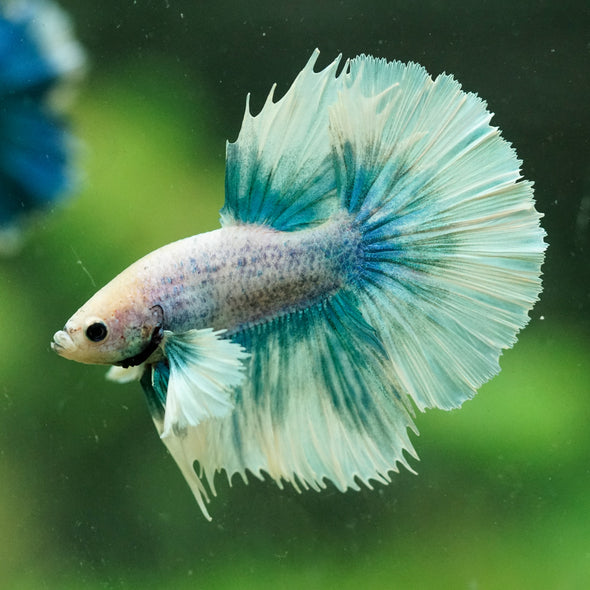Dumbo Halfmoon - 10 weeks old
