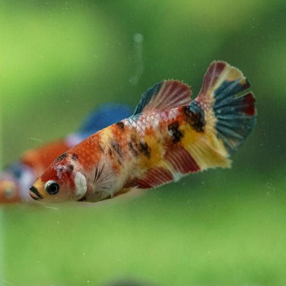 Multicolor/ Galaxy Koi Plakat- Female- 13 Weeks Old