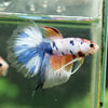 Galaxy/Candy Koi Halfmoon - 14 weeks old