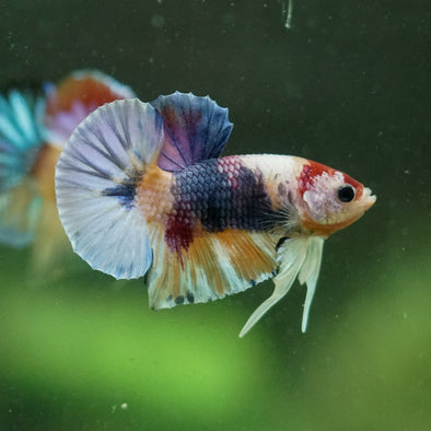 Multicolor/Galaxy Koi Plakat -10 weeks Old