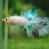Galaxy/Candy Koi Halfmoon - 14 weeks old