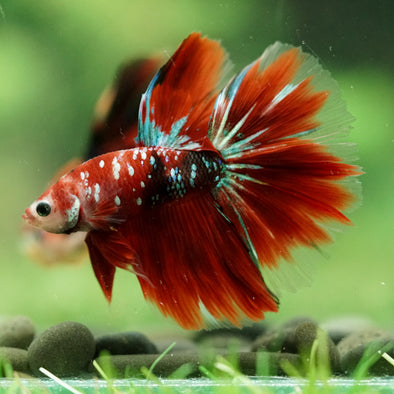 Galaxy/Candy Koi Halfmoon - 14 weeks old