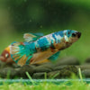 Multicolor/ Galaxy Koi Plakat- Female- 13 Weeks Old