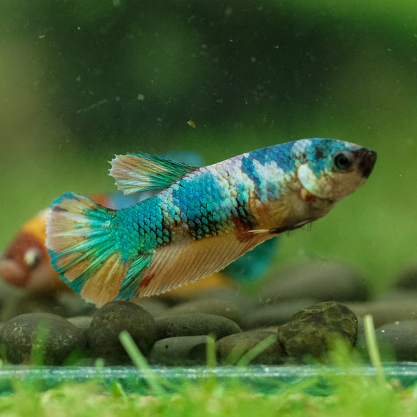 Multicolor/ Galaxy Koi Plakat- Female- 13 Weeks Old