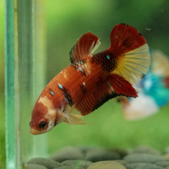 Multicolor/ Galaxy Koi Plakat- Female- 13 Weeks Old
