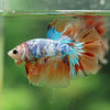 Galaxy/Candy Koi Halfmoon - 14 weeks old