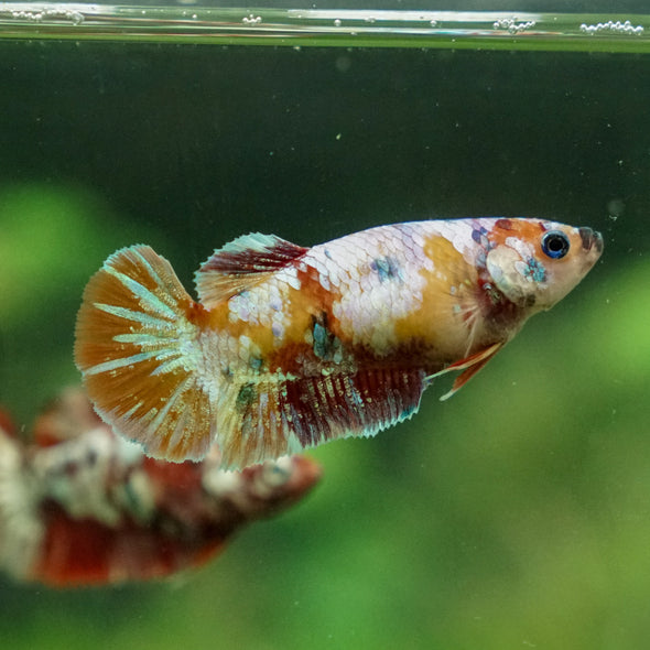 Multicolor/ Galaxy Koi Plakat - Female- 13 Weeks Old