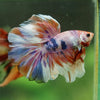 Galaxy/Candy Koi Halfmoon - 14 weeks old