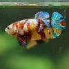 Multicolor/ Galaxy Koi Plakat- Female- 13 Weeks Old