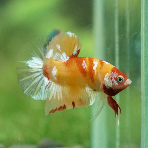 Multicolor/Galaxy Koi Plakat -11 weeks Old