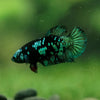 Black Galaxy Koi Plakat (Avatar) - Female- 13 Weeks Old