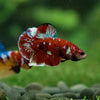 Multicolor/Galaxy Koi Plakat -16 weeks Old