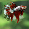 Galaxy/Candy Koi Halfmoon - 14 weeks old