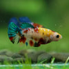 Multicolor/ Galaxy Koi Plakat- Female- 13 Weeks Old
