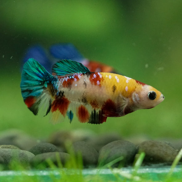 Multicolor/ Galaxy Koi Plakat- Female- 13 Weeks Old