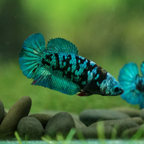 Black Galaxy Koi Plakat (Avatar) - Female- 13 Weeks Old