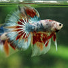 Galaxy/Candy Koi Halfmoon - 14 weeks old