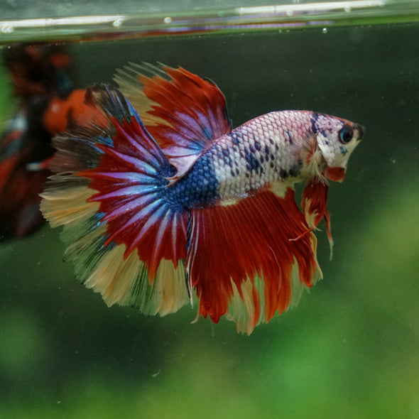 Candy/Galaxy Koi Halfmoon - 11 weeks old