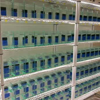 Wholesale