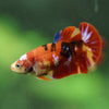 Multicolor/ Galaxy Koi Plakat- Female- 13 Weeks Old