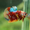 Multicolor/Galaxy Koi Plakat -13 weeks Old