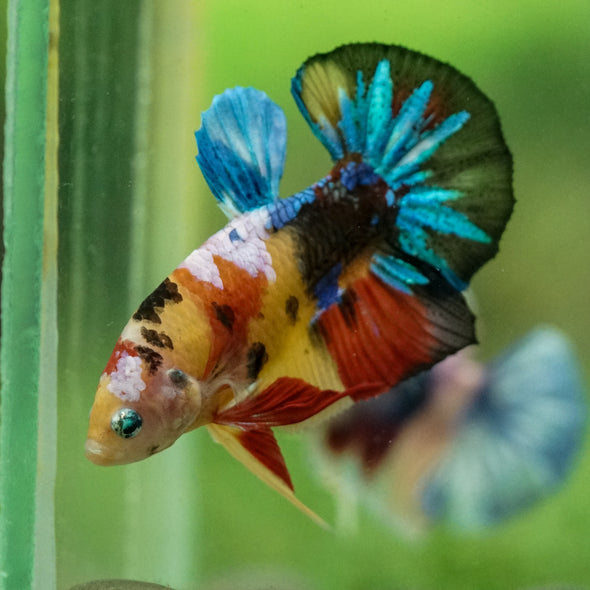 Multicolor/Galaxy Koi Plakat -10 weeks Old