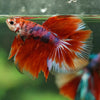 Galaxy/Candy Koi Halfmoon - 14 weeks old