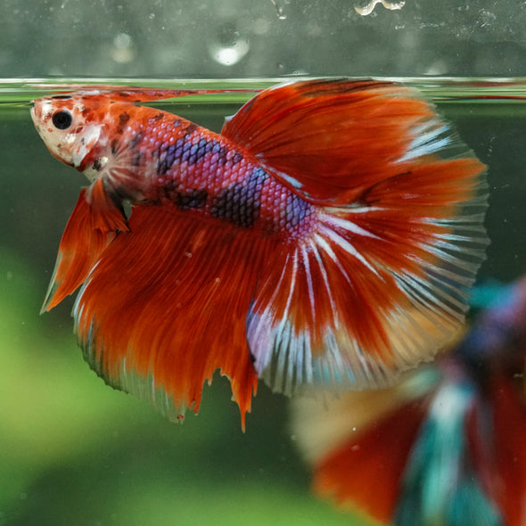 Galaxy/Candy Koi Halfmoon - 14 weeks old
