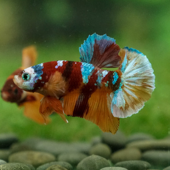 Multicolor/Galaxy Koi Plakat -13 weeks Old