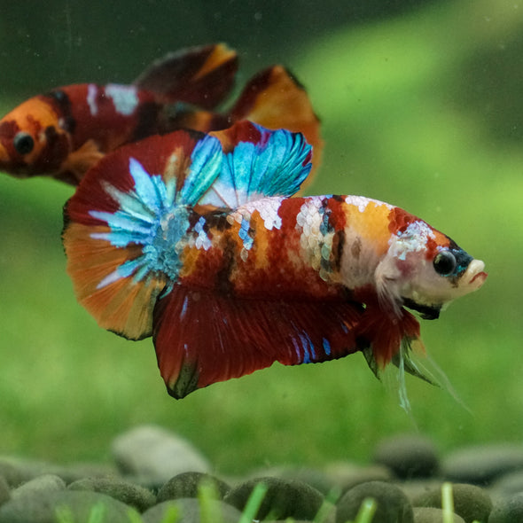 Multicolor/Galaxy Koi Plakat -13 weeks Old