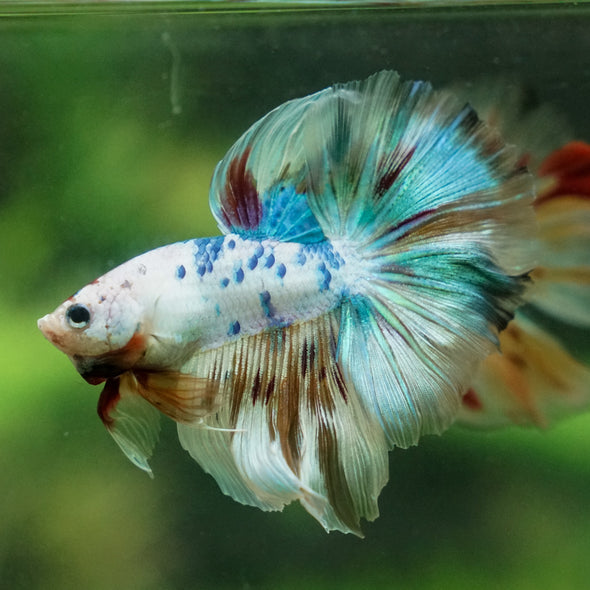 Galaxy/Candy Koi Halfmoon - 13 weeks old