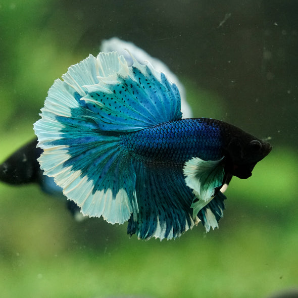 Dumbo Halfmoon - 12 weeks old