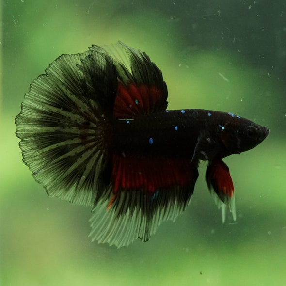 Black Base Galaxy/Candy Koi Halfmoon - 14 weeks old