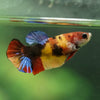Multicolor/ Galaxy Koi Plakat- Female- 13 Weeks Old