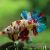 Multicolor/Galaxy Koi Plakat -15 weeks Old