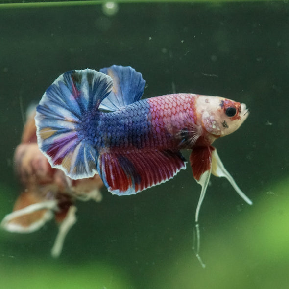 Multicolor/Galaxy Koi Plakat -11 weeks Old