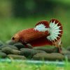 Red Fancy Plakat 13 Week Old- Female