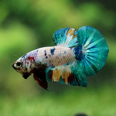 Multicolor/Galaxy Koi Plakat -16 weeks Old