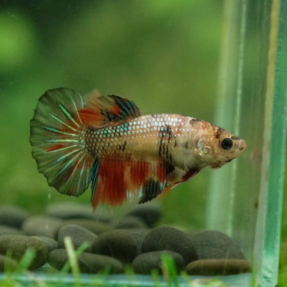 Multicolor/ Galaxy Koi Halfmoon - Female- 13 Weeks Old